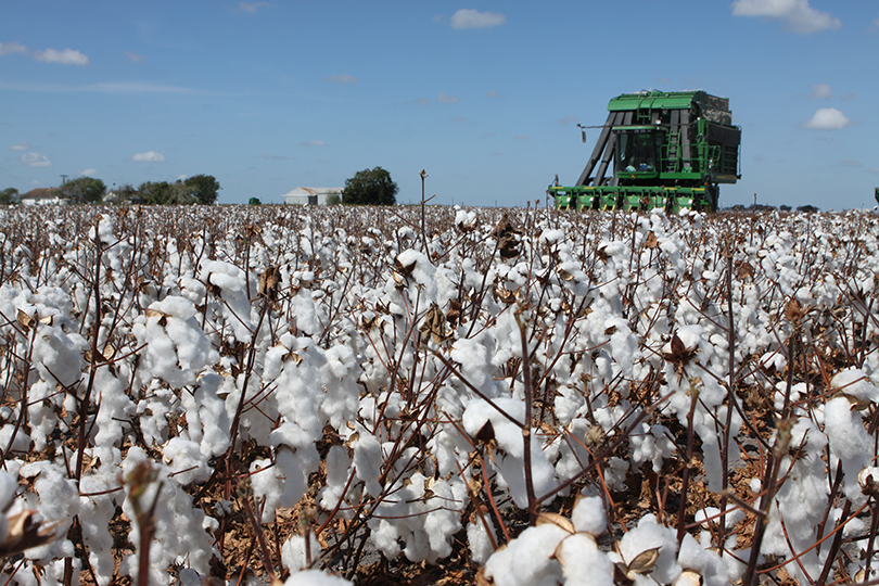 cotton harvested by combine